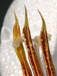 The anthers of G. murielae end in long, pointed apiculi.