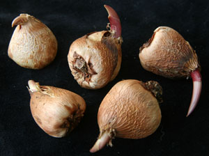 Corms of Gladiolus murielae.