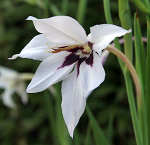 Each delicate, fragrant flowers has a deep purple blotch in the center.