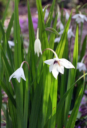 The sword-like foliage of peacock orchid provides vertical interest.