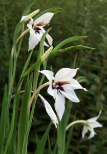 Peacock orchid, Gladiolus murielae.