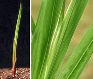 The leaves of G. murielae are narrow and sword-shaped (L) with weakly developed secondary veins (R).