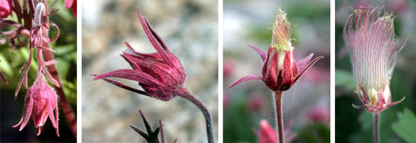 The nodding pink flowers turn upright after pollination, then the styles elongate to form plumes.