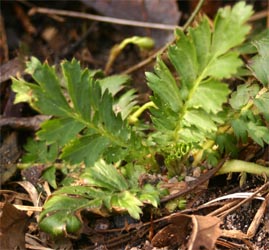 Young shoots of Geum triflorum.