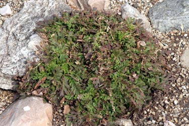 Prairie smoke clump in very early spring.