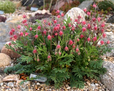 Prairie smoke, Geum triflorum, in bloom.