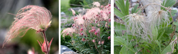 The wispy seedheads of prairie smoke are pink at first, but eventually dry out and fade to a golden color.
