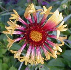 A blanket flower with tubular ray flowers surrounding the central disc flowers.
