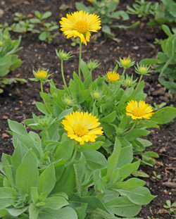 Do blanket flowers online come back every year