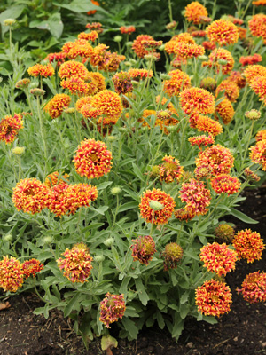 Grow blanket flower in sun in fast-draining soil.