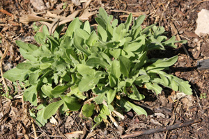 The grey-green leaves are usually soft and hairy and often strap-shaped.