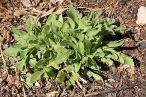 Indian blanket flower leaves new arrivals