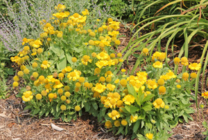 Combine blanket flower with other perennials with fine foliage or strap-like leaves.