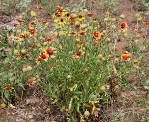 Many types of blanket flower can be grown from seed.