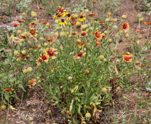 gaillardia height