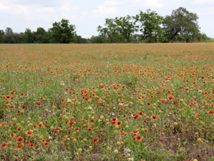 Blanket flower Gaillardia spp. Wisconsin Horticulture