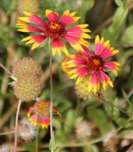 Blanket fl ower has brightly colored red and/or yellow flowers.