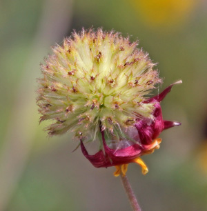 A fuzzy-looking head filled with seeds is left after the petals fall.