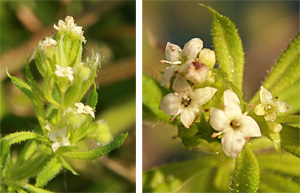 The tiny white or pale green flowers are born terminally or in leaf axils.