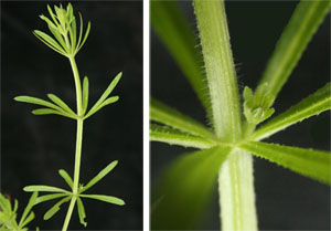 As folhas de catchweed bedstraw são organizados em giros