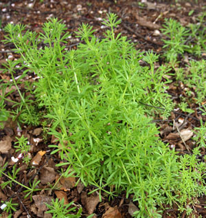 Galium aparine.