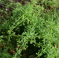 Catchweed Bedstrow wird am besten kontrolliert, wenn es noch klein ist.