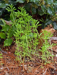 Catchweed Bedstraw, Galium aparine – Wisconsin Horticulture