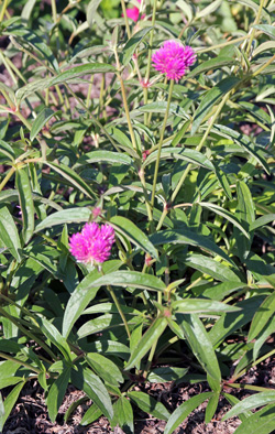 Gomphrena Fireworks forms a dense basal clump of leaves.
