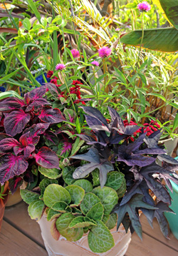 Gomphrena Frieworks and other annuals in a container planting.