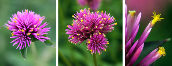 Gomphrena Fireworks flowers.