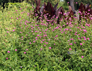 A massed planting of Gomphrena Fireworks.