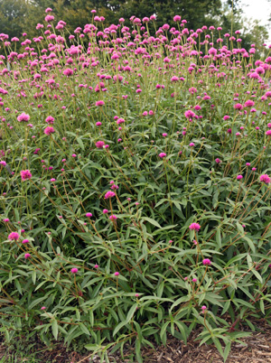 Gomphrena Fireworks