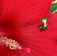 Japanese beetles are fond of both flowers and foliage of hibiscus.