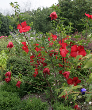 Lord Baltimore hardy hibiscus in bloom.