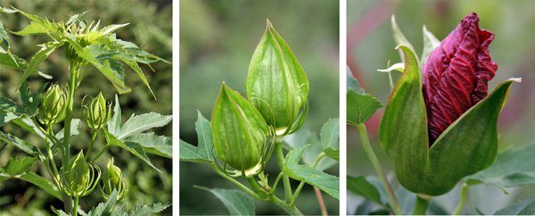 The flowers are formed in the leaf axils (L), with large conical buds (C) that open to release the folded crepe-paper-like flowers (R).