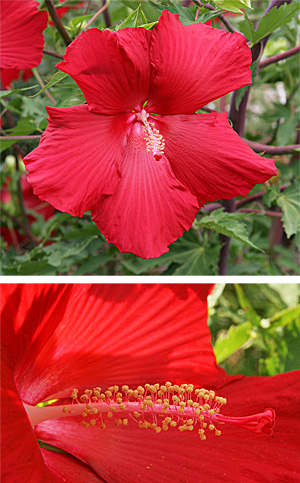 The large flowers have 5 petals (top) and prominent fused central stamens and pistils (bottom).