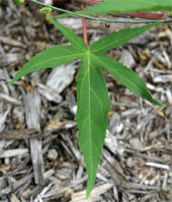 Leaves of Lord Baltimore hibiscus are deeply lobed.