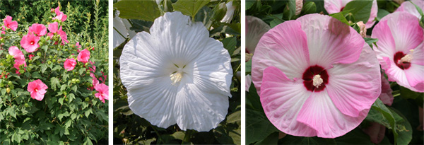Hibiscus Moy Grande (L), Blue River II (C), and Luna Pink Swirl (R).