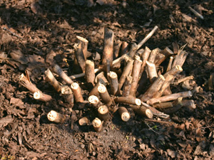 The new shoots are slow to emerge in spring, so leaving the stubs of previous stems marks the plants location.