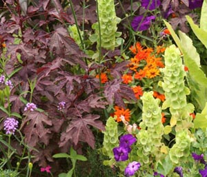 Use 'Red Shield' Hibiscus as a backdrop for colorful flowers.