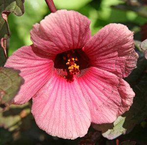 A pinkish-purple flower of H. acetosella.