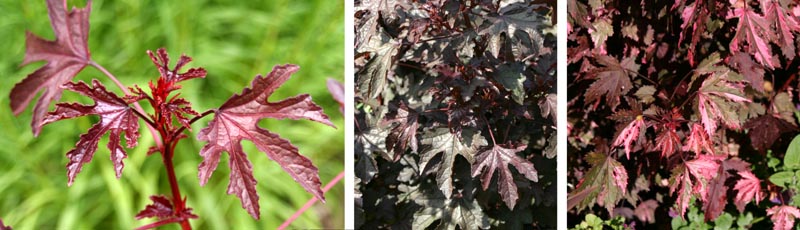 The palmate leaves of H. acetosella resemble a Japanese maple leaf, and come in various dark shades.