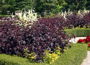 Hibiscus Acetosella Wisconsin Horticulture