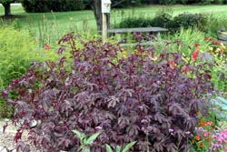 'Red Shield' Hibiscus makes a good annual hedge.