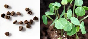 The large seeds (L) are easy to plant, germinate quickly, and the seedlings (R) grow rapidly.