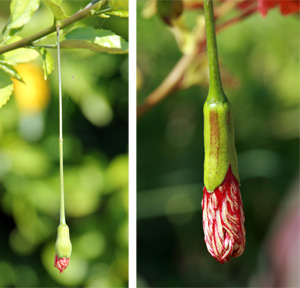 The hanging flower buds of Hibiscus schizopetalus.