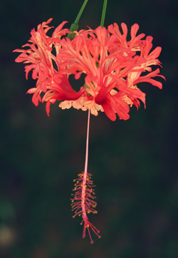 The frilly, deeply lobed, pendant flower.