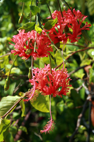 Hibiscus schizopetalus has elaborate and unique flowers.