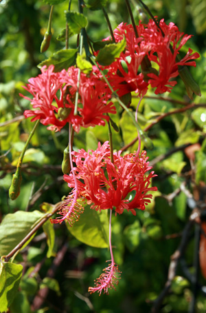 Hibiscus Schizopetalus Wisconsin Horticulture