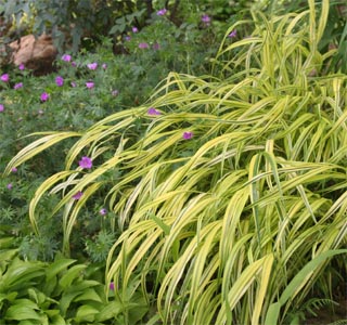 The slender, arching leaves give the effect of a tiny bamboo.